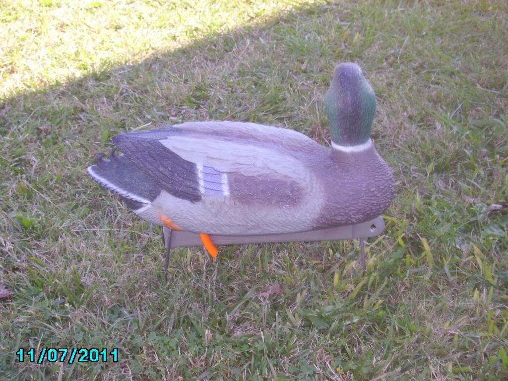 Duck field decoys Duck Hunting Forum